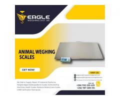 A12E platform animal weighing scales Uganda