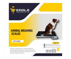Large platform Animal dog pet scale