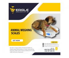 Animal weighing scales in Kampala Uganda