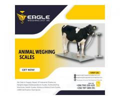 Animal Electronic floor weighing scale