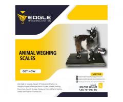 Digital Animal Weighing Stainless Steel Scale