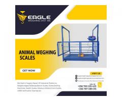 Animal weighing digital platform scales Uganda