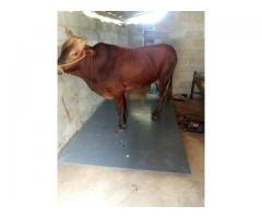 Cattle animal Platform Weighing Scale