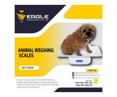 Pet platform animal weighing scales in Uganda