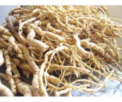 Giseng Soft Cpsules Herbal exporter to USA, Europe