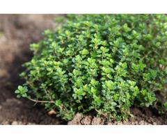 Thyme Seedlings Herbal exporter to Europe
