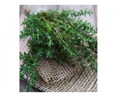 Thyme Seedlings Herbal exporter to Europe