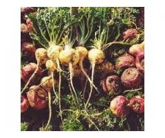 Maca Root (Lepidium meyenii) - Natural Herb