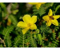 Tribulus Terrestris - Natural Herb