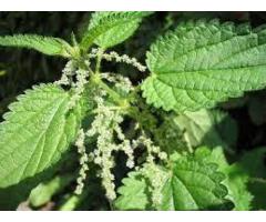 Kamyu Roots Powder Herbal exporter to, Europe