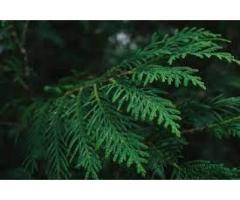 +256 702869147 Cedar Leaves Herbal exporter