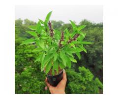 Holly basil (Omujaaja/ Ocinum) Seedlings