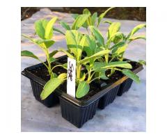 +256 702869147 Sage Seedling Herbal exporter