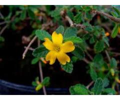 Damiana diffusa Herb for Sexual Enhancement